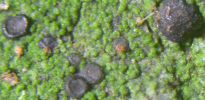 Bacidia egenula